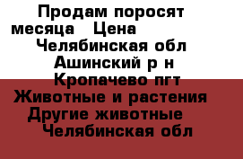 Продам поросят 2 месяца › Цена ­ 3000-3500 - Челябинская обл., Ашинский р-н, Кропачево пгт Животные и растения » Другие животные   . Челябинская обл.